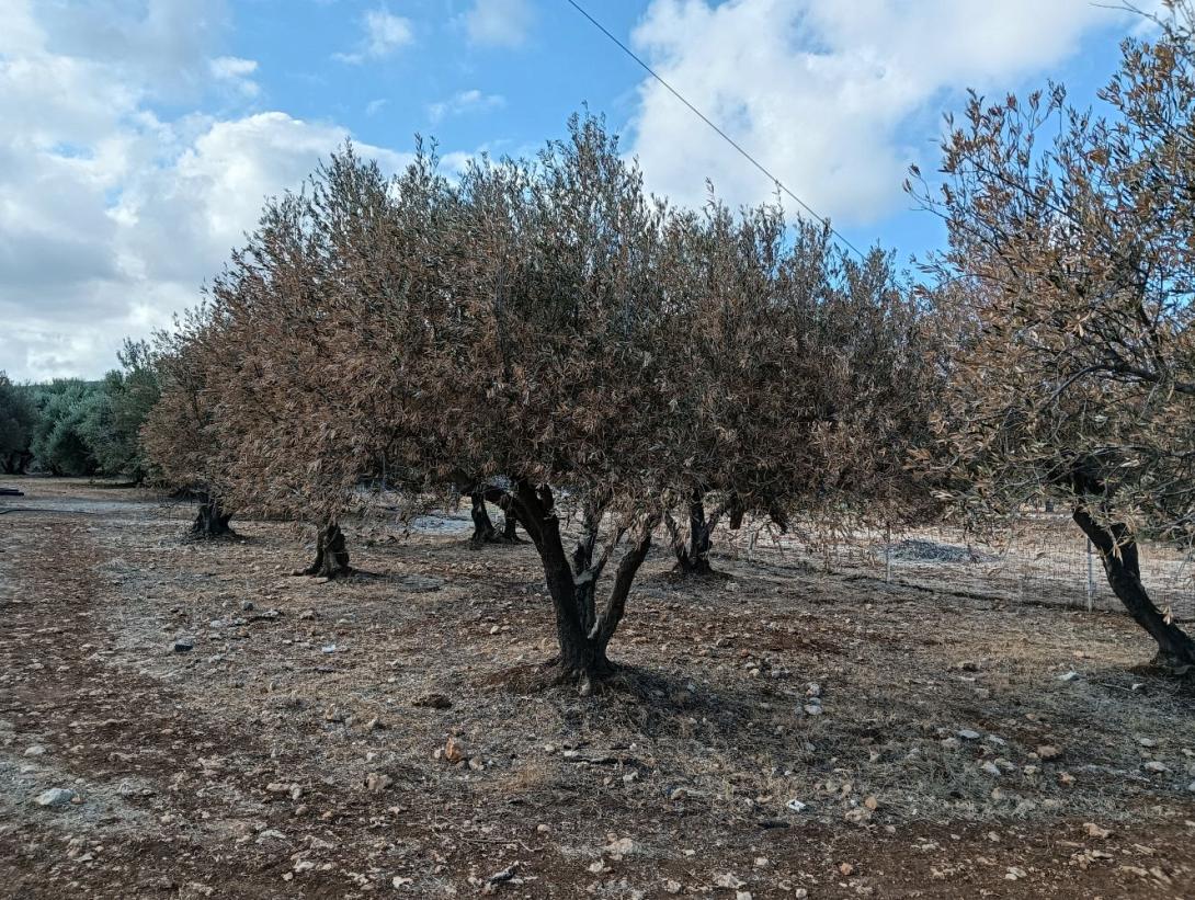 ελαιώνας