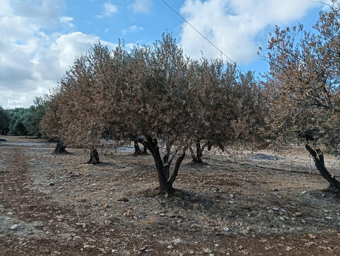 λιόφυτο