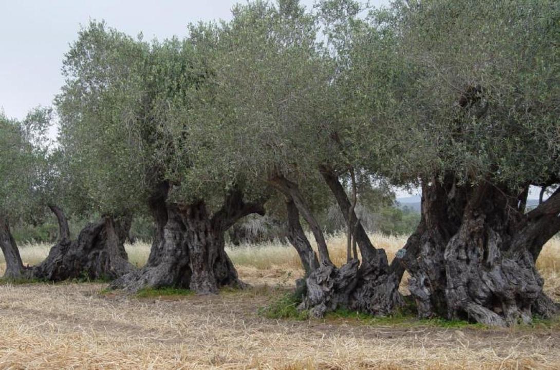 ελαιόδεντρα 