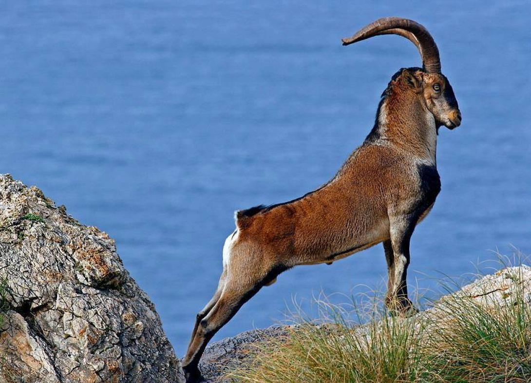 κρι κρι