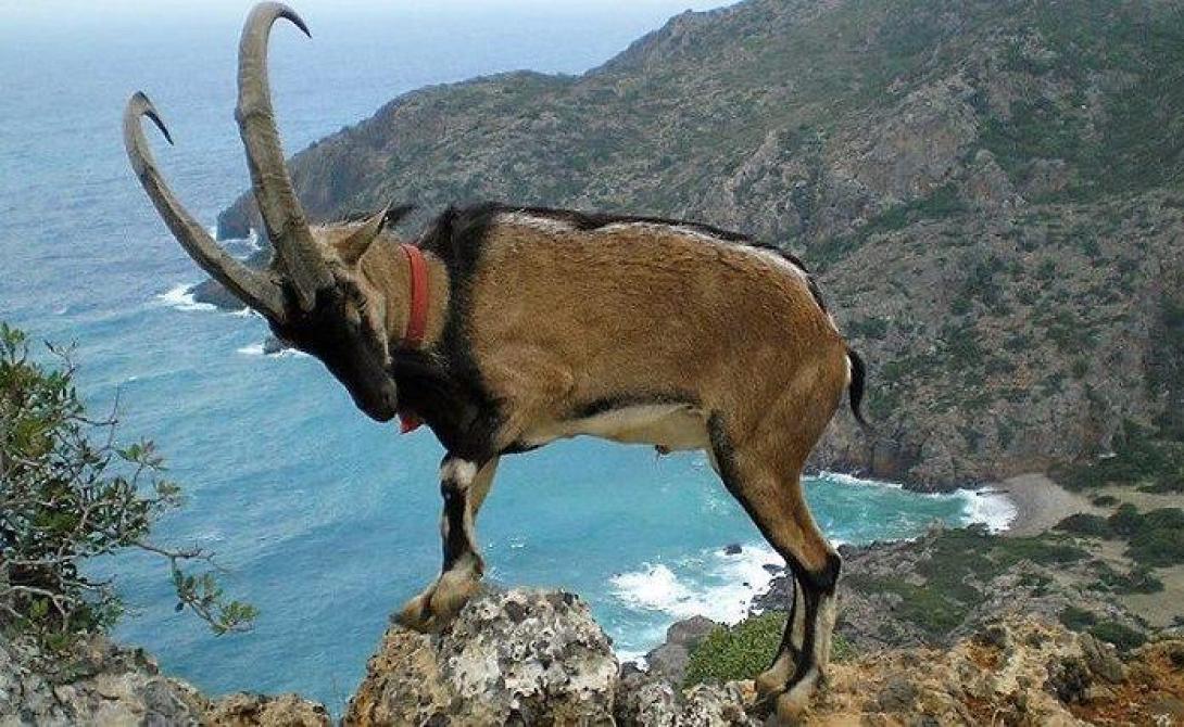 κρι κρι