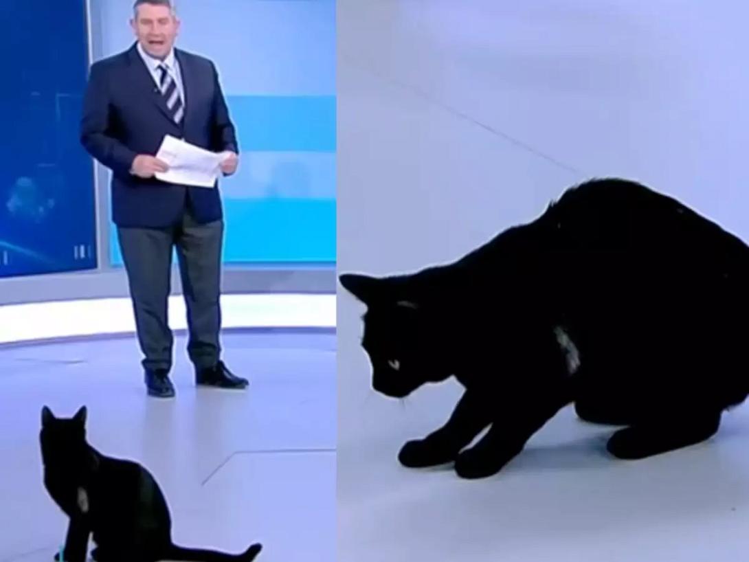 γατα σκαι