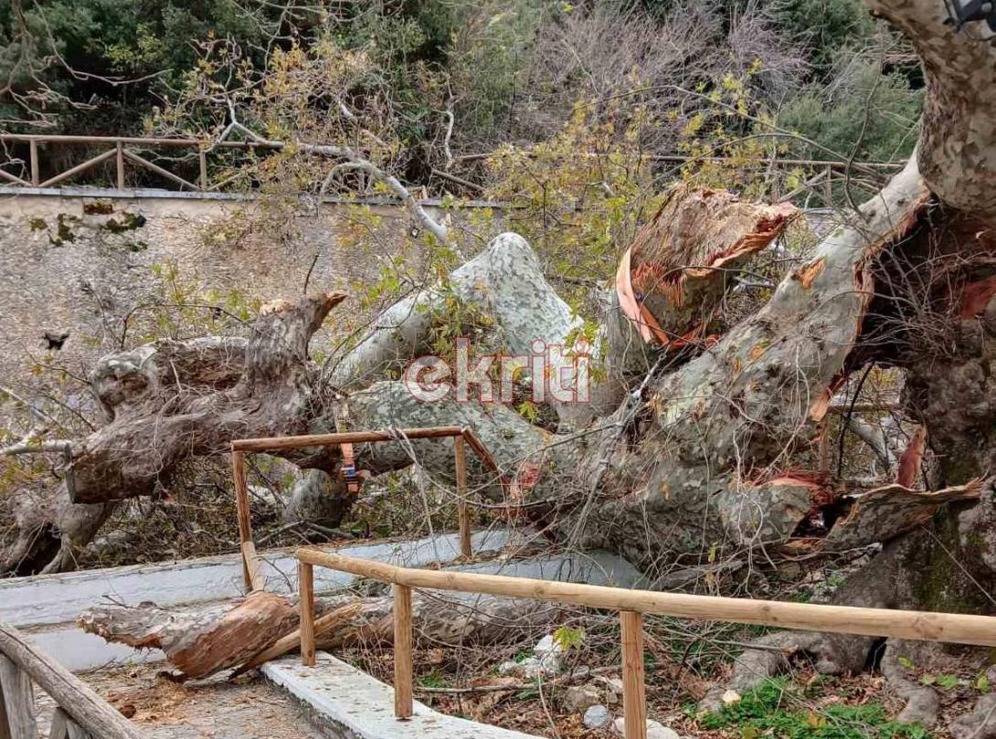 πλάτανος 