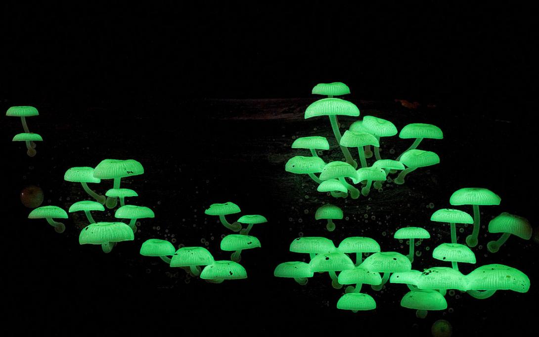 μανιτάρι Mycena chlorophos