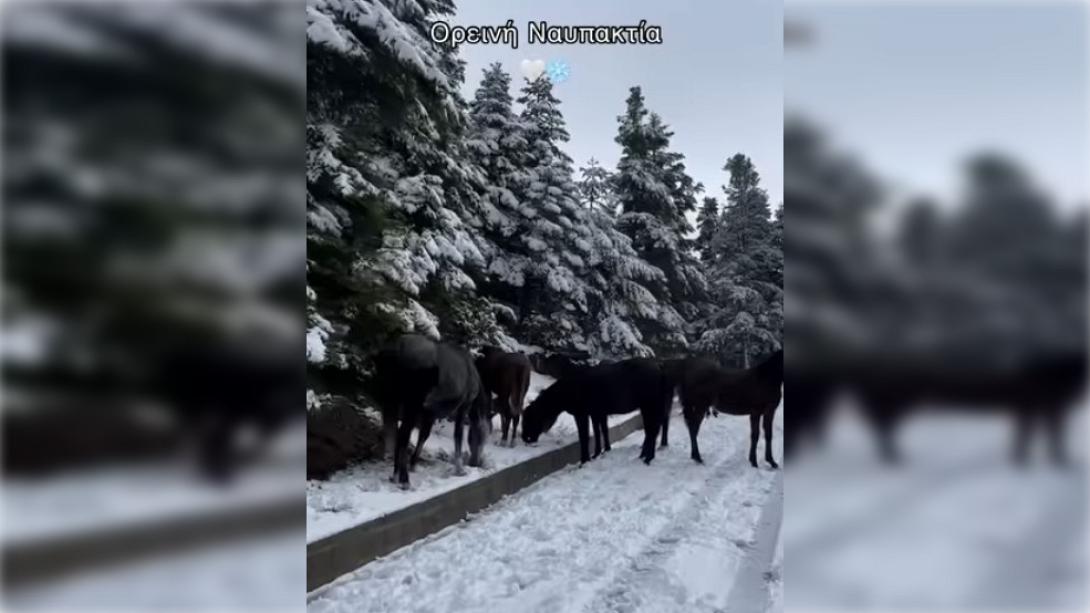 αλογα ναυπακτία