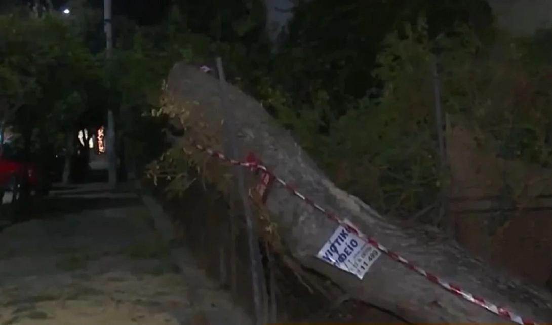 δέντρο νέα σμύρνη