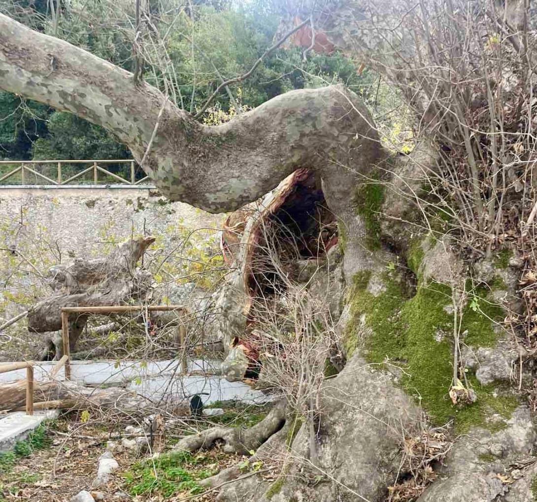 πλατανος κράσι