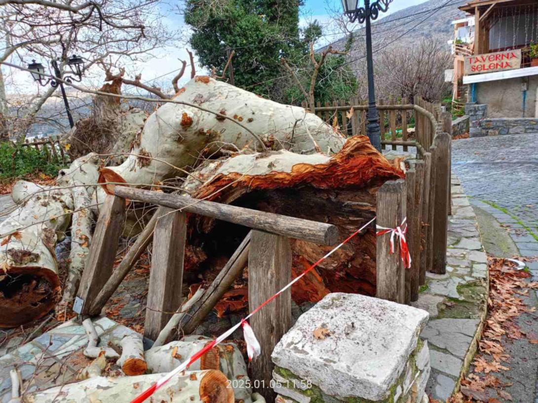 πλάτανος 