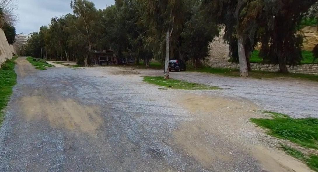 Ευκάλυπτος