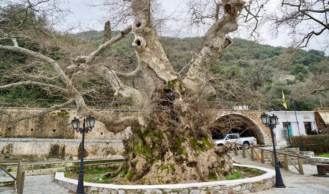 πλατανος κρασι