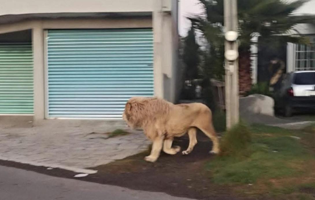 Λιοντάρι Μεξικό
