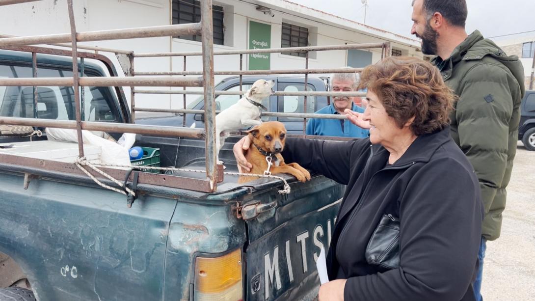 δήμος σητείας στειρώσεις