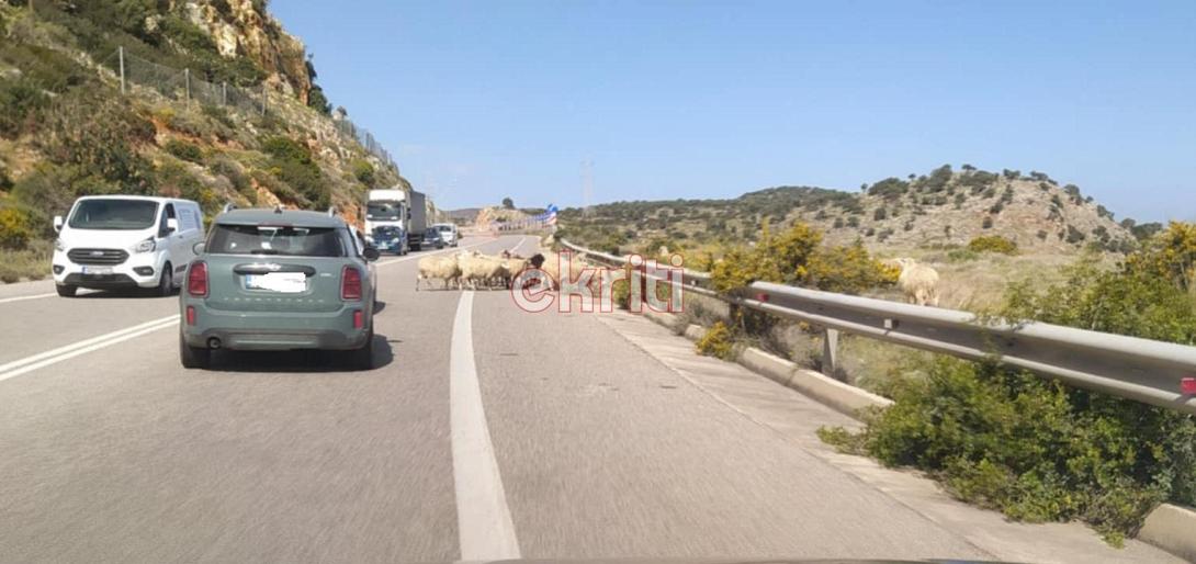 βοακ πρόβατα