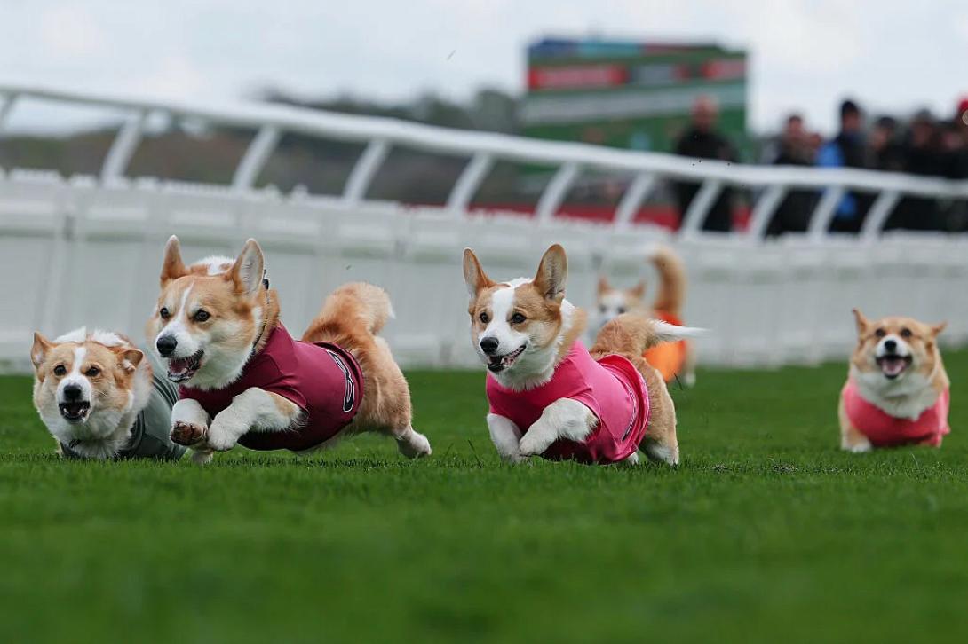 κοργκι βασιλισσα ελισσαβετ