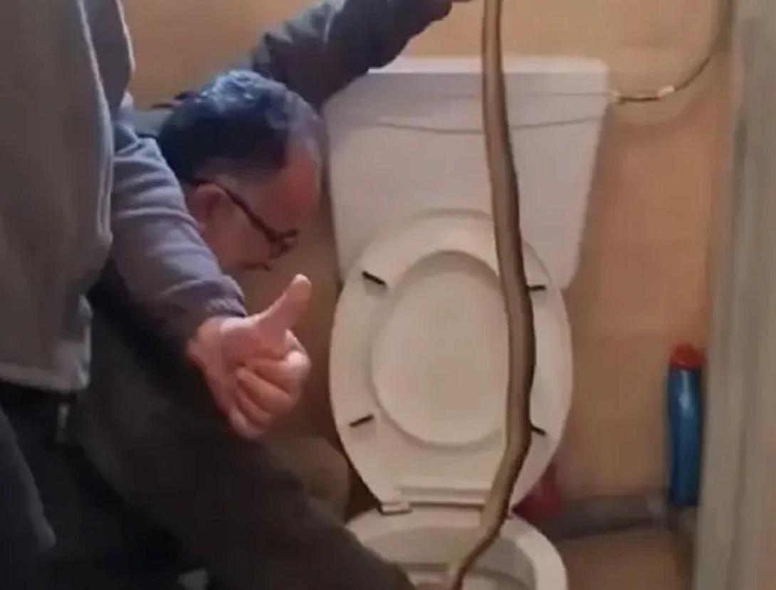 φίδι λεκάνη τουαλέτας