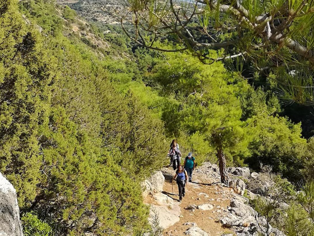δασος κατσικαντάρας