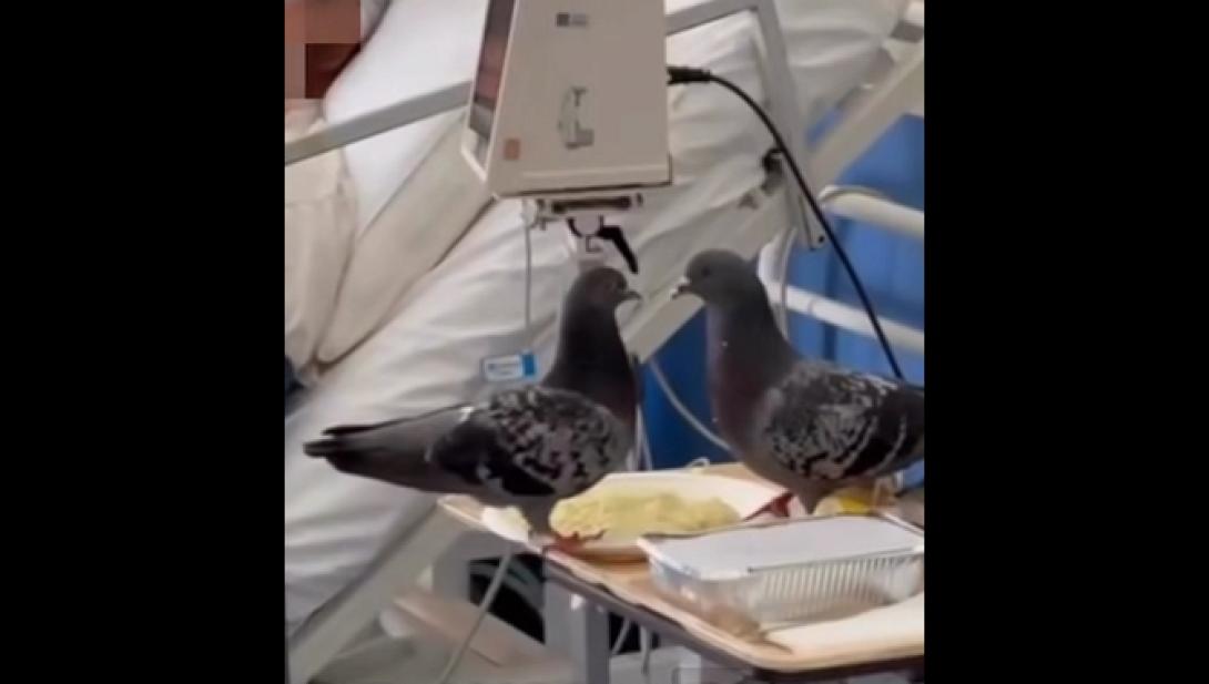 περιστέρια νοσοκομείο