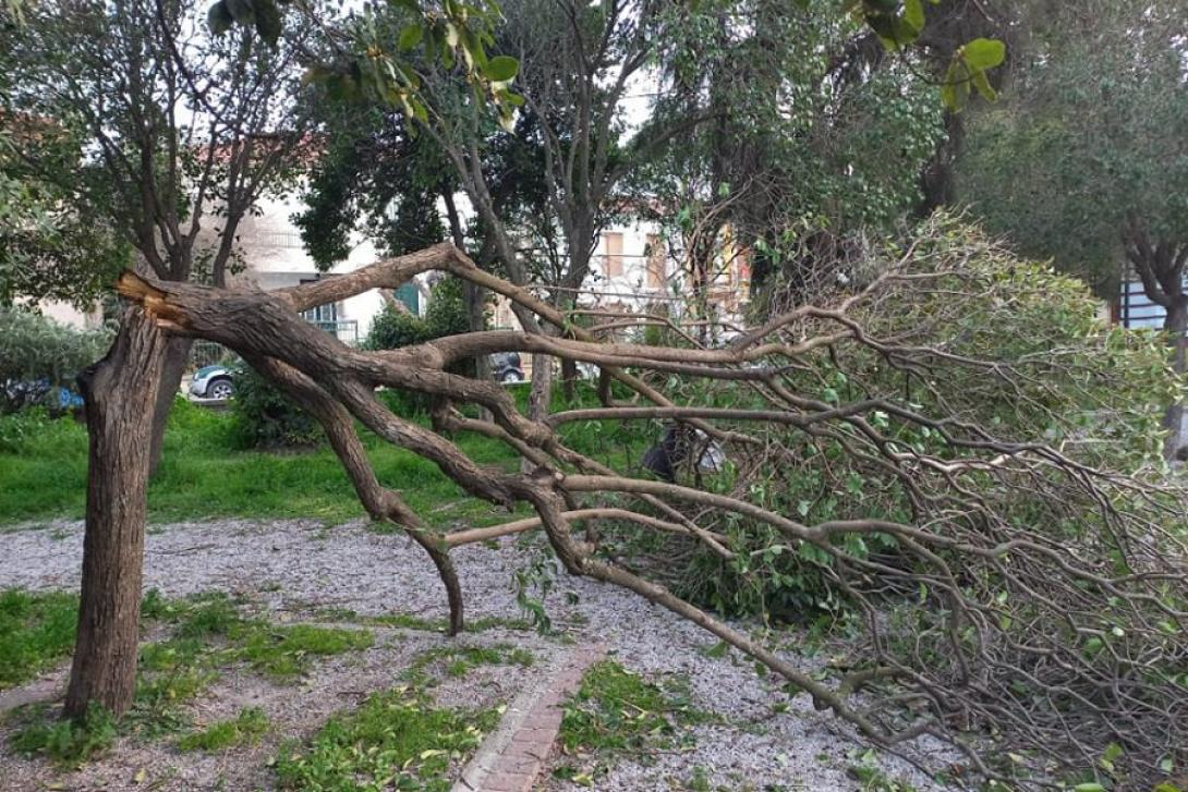 κομμενο δεντρο νοτιαδες
