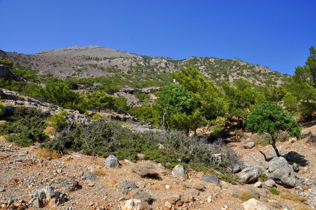 δάσος κουδουμά