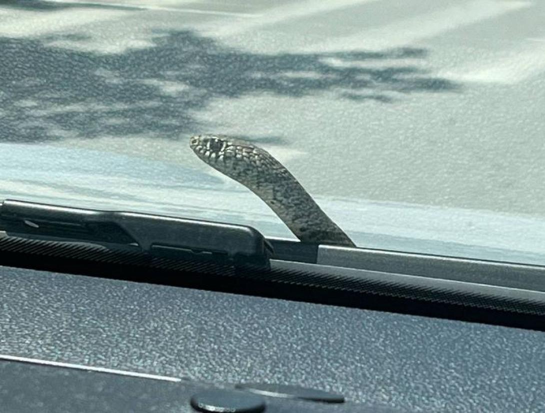 φιδι σε αμαξι