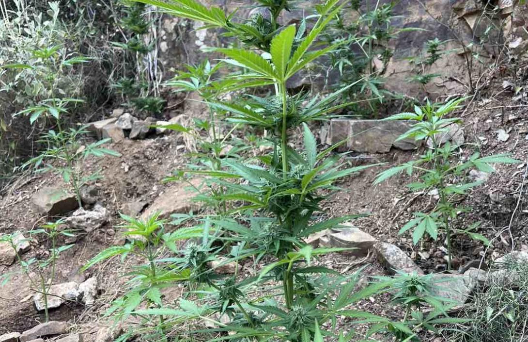 φυτεία ρέθυμνο