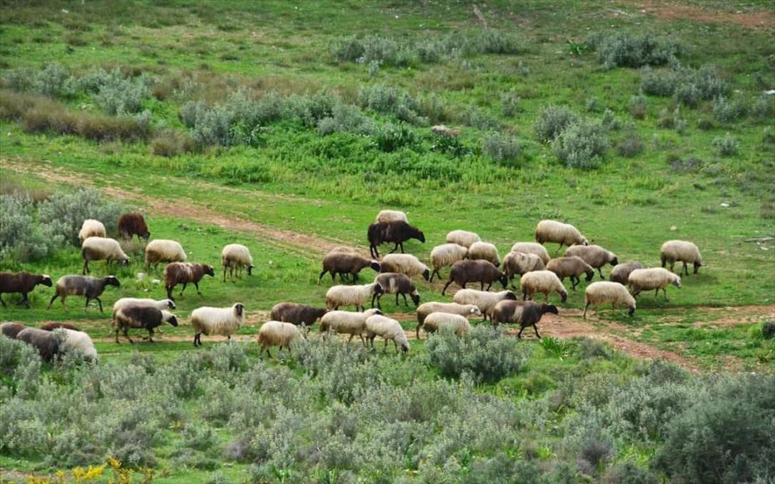 βοσκοτόπια 