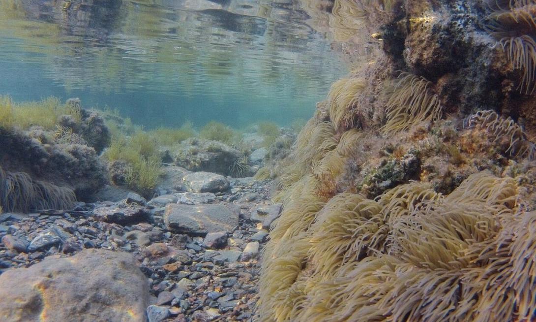 θαλάσσια ανεμώνη 