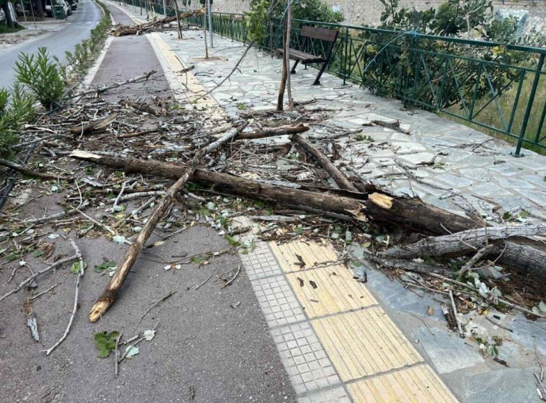 σπασμενο δεντρο