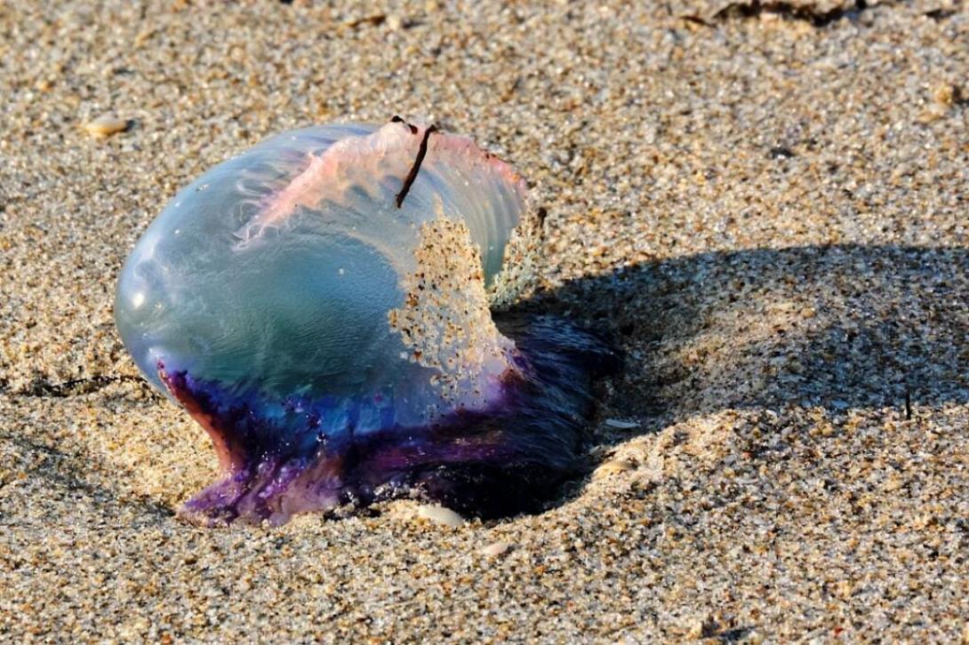 πορτογαλικη μεδουσα