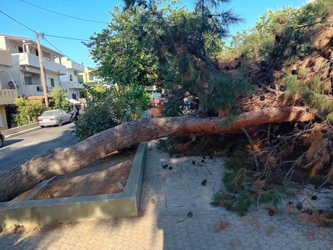 σπασμενο δεντρο