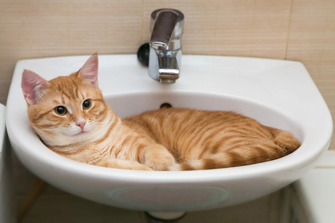 γάτα, νιπτήρας, σπίτι