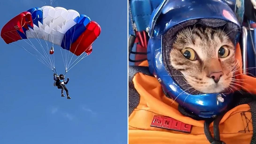 γάτα ελεύθερη πτώση