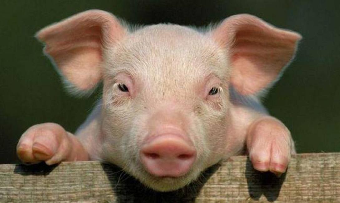 γουρουνάκι