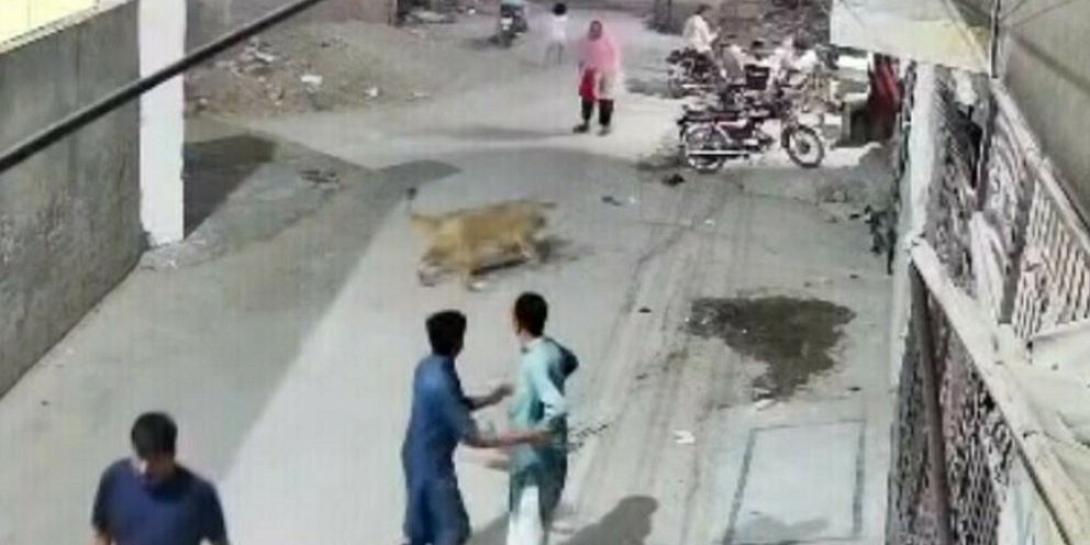 πακιστάν, λιοντάρι, επίθεση