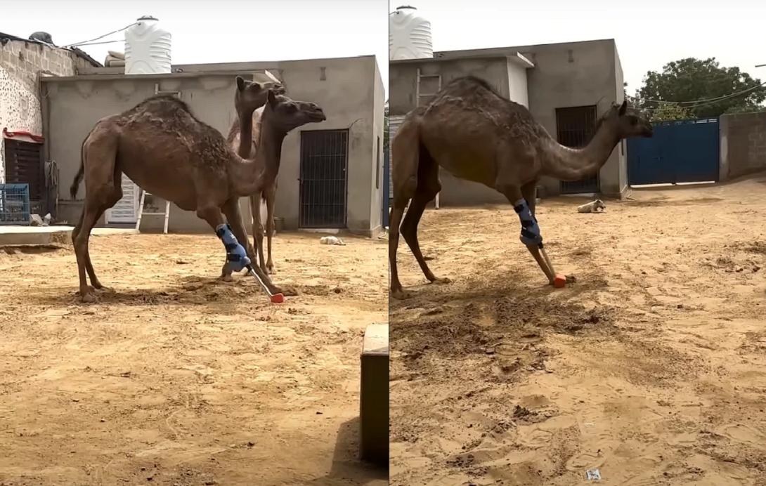 καμήλα, πακιστάν, πόδι