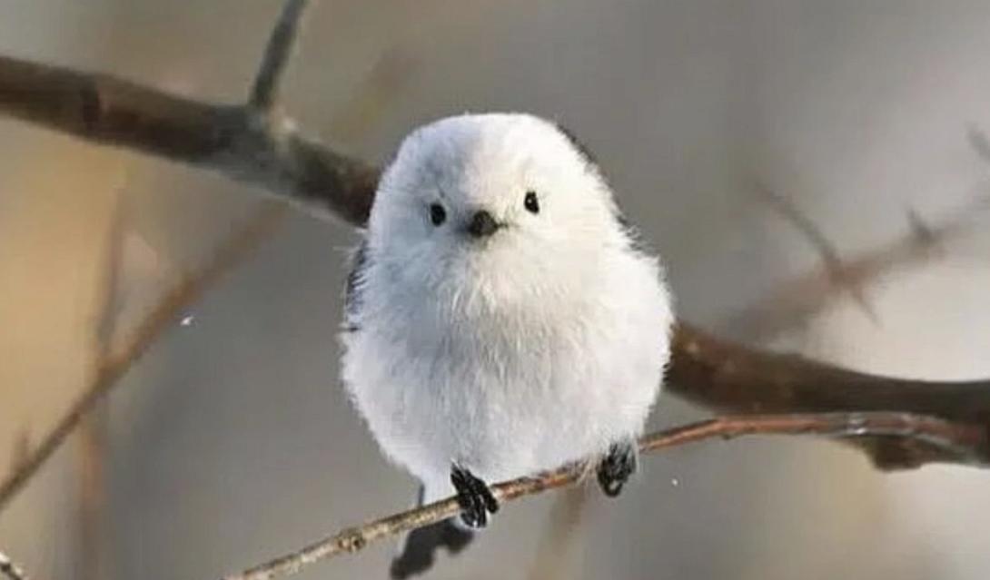 πουλί, νεράιδα, χιόνι