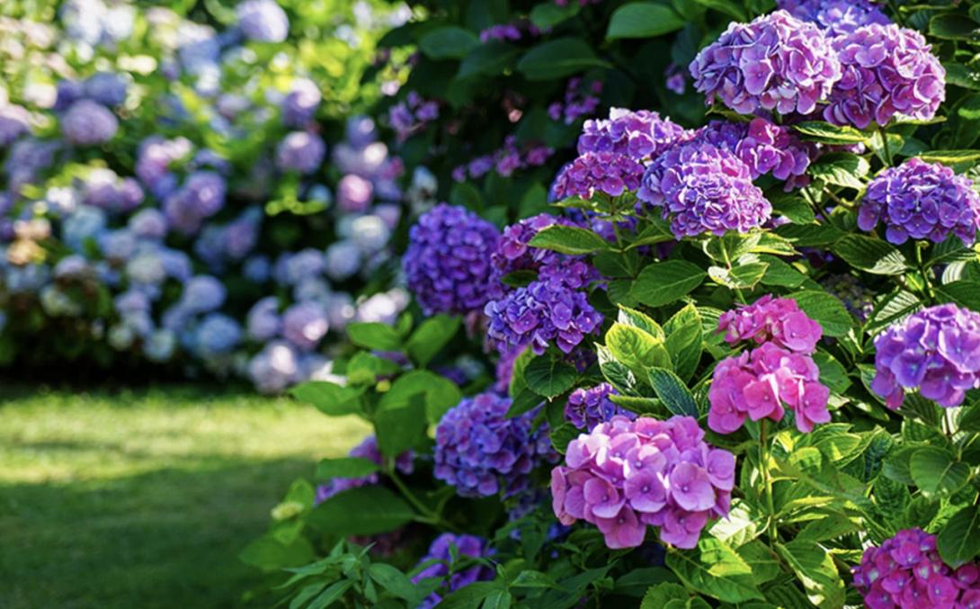 ορτανσίες, λουλούδια, χρώμα