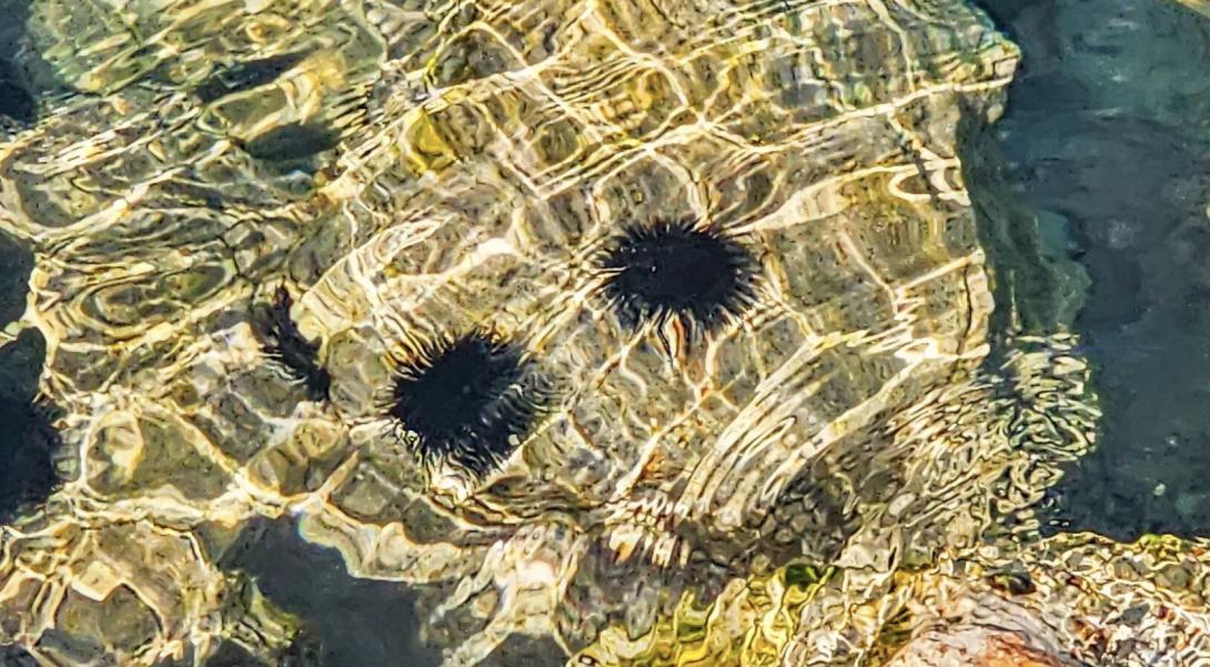 αχινός, θάλασσα, καλοκαίρι