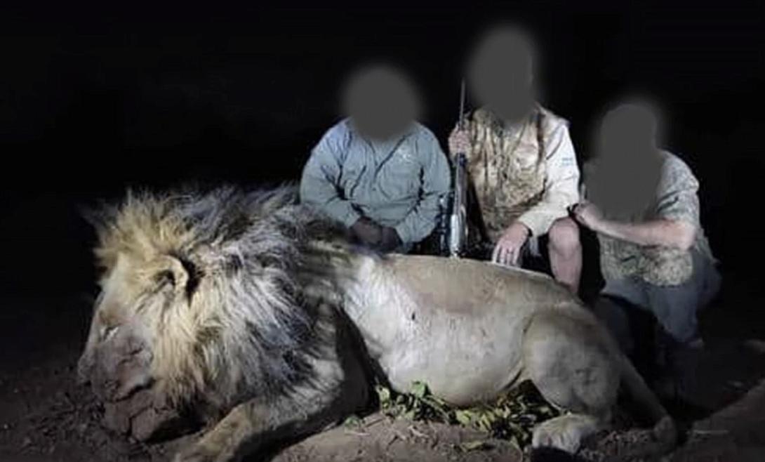 λιοντάρι, νεκρό