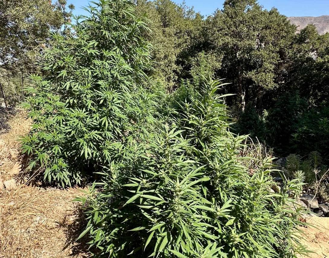 αστυνομική επιχείρηση