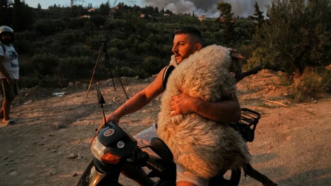 διάσωση ζώου από τις φλόγες