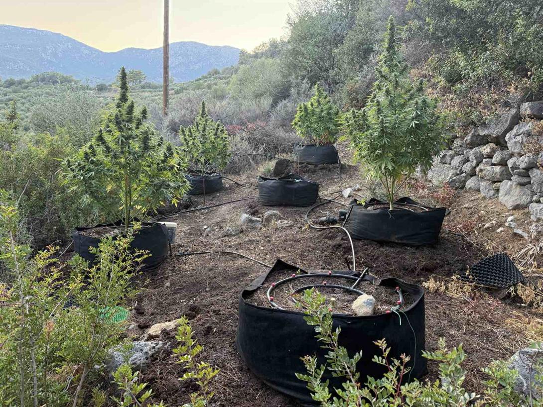 κάνναβη ιεράπετρα