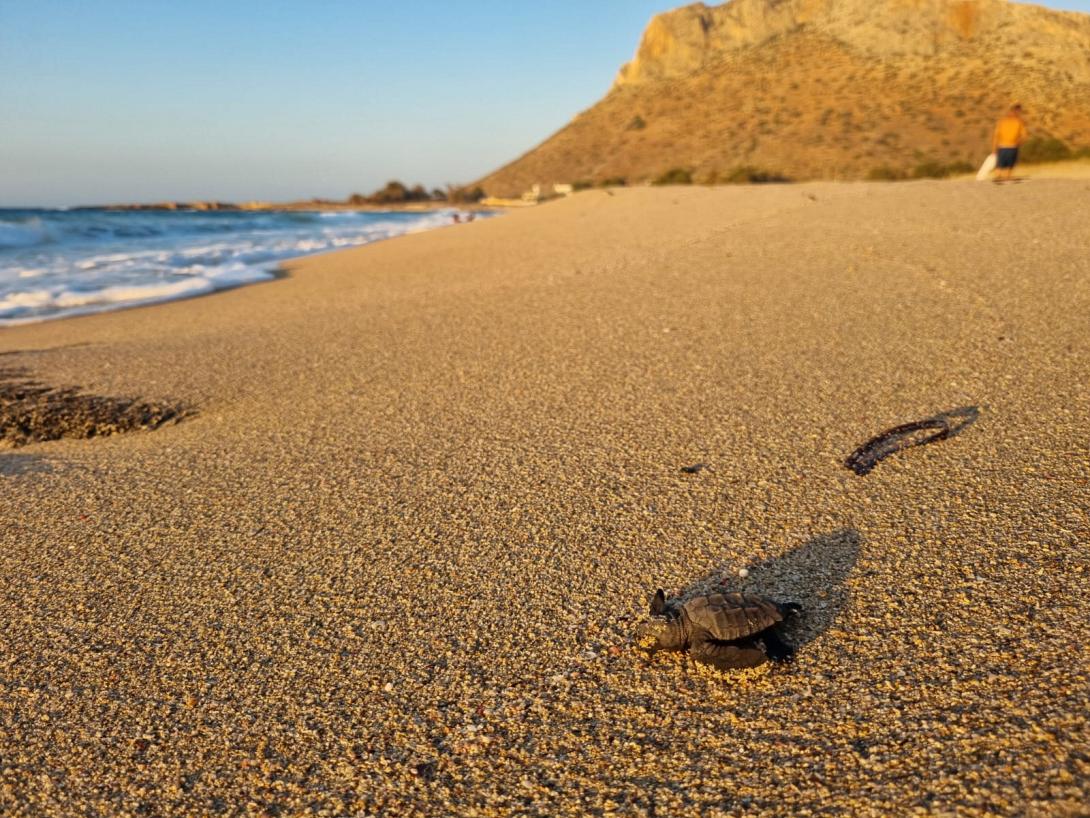 παχια αμμος χελωνακια