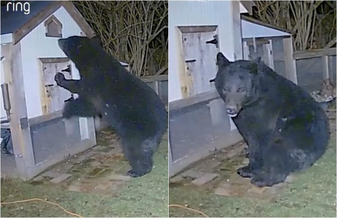 Αρκούδα κοτέτσι