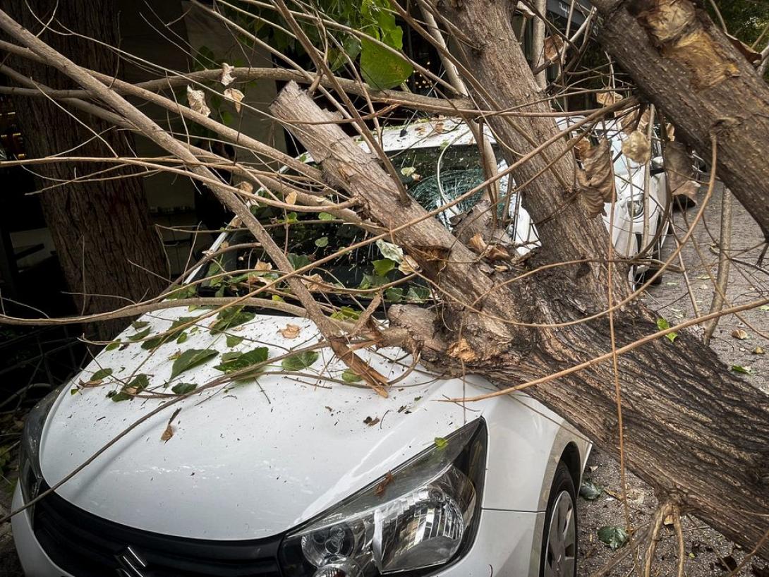 πτώση δέντρου