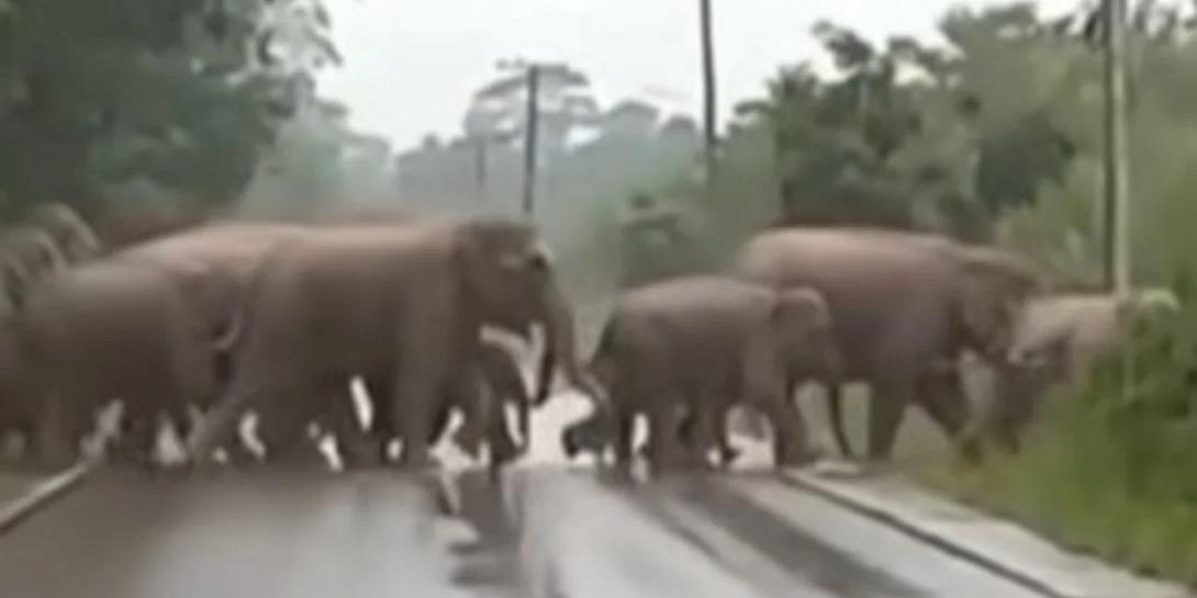 ελέφαντες, κοπάδι