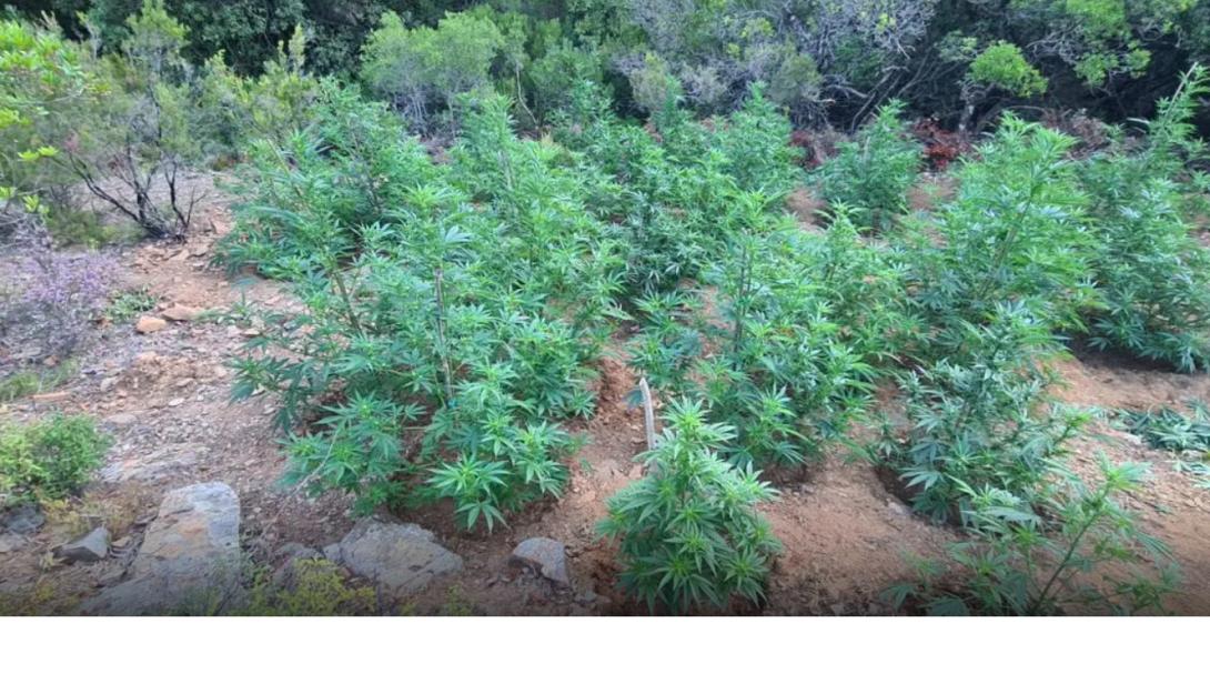 χασισοφυτεία