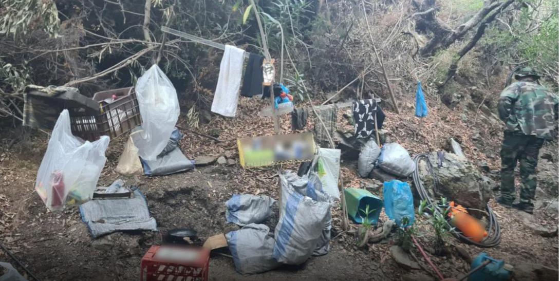 χασισοφυτεία