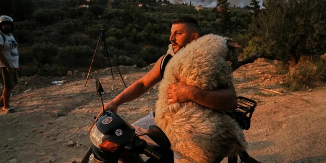 πρόβατο άνδρας Πάτρα