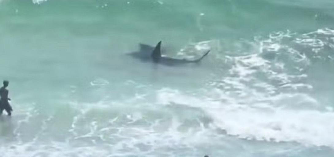 καρχαρίας, σύγκρουση